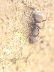 Camponotus novogranadensis