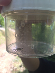 Gerromorpha
