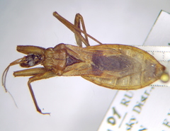 Reduvius testaceus