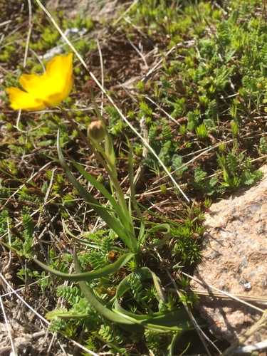 Ranunculus abnormis, photograph 1