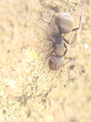 Camponotus novogranadensis
