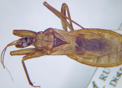 Reduvius testaceus