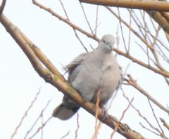 Streptopelia decaocto