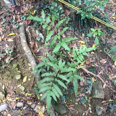 Pteris arisanensis