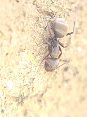 Camponotus novogranadensis