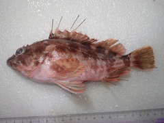 Sebastiscus marmoratus