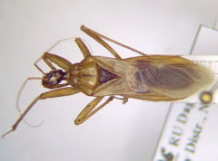 Reduvius testaceus