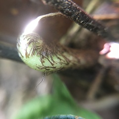 Pteris arisanensis