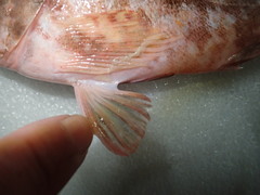 Sebastiscus marmoratus