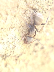 Camponotus novogranadensis