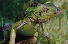 Iguana iguana