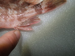 Sebastiscus marmoratus