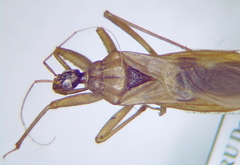 Reduvius testaceus