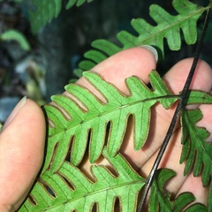 Pteris arisanensis