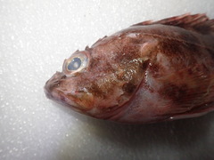 Sebastiscus marmoratus