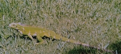 Iguana iguana