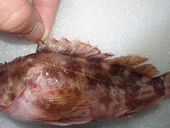 Sebastiscus marmoratus