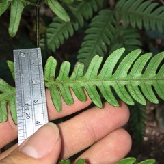 Pteris arisanensis