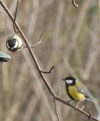 Parus major