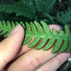 Pteris arisanensis