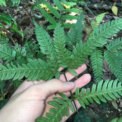 Pteris arisanensis