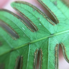 Pteris arisanensis