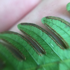 Pteris arisanensis