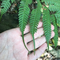 Pteris arisanensis