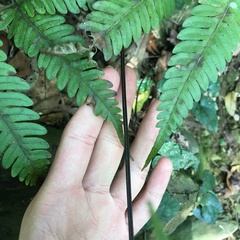 Pteris arisanensis