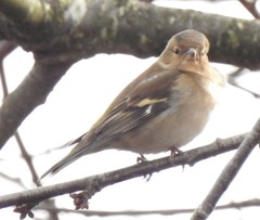Fringilla coelebs