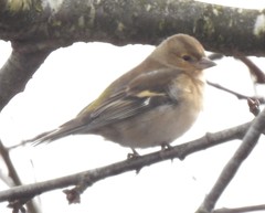 Fringilla coelebs