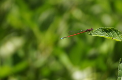 Oxyagrion