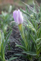 Phlox sibirica