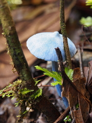 Entoloma hochstetteri