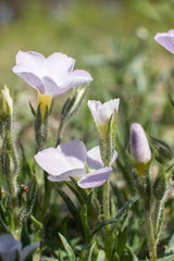 Phlox sibirica