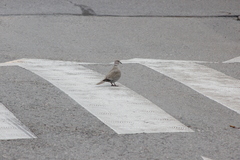 Streptopelia decaocto