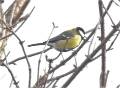 Parus major