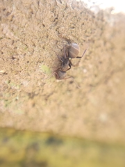 Camponotus novogranadensis