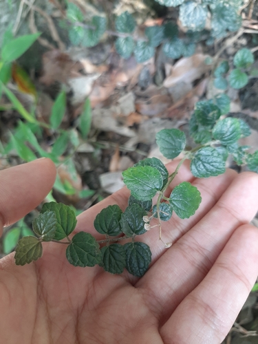 Scutellaria austrotaiwanensis, photograph 2