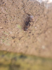 Camponotus novogranadensis