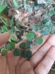 Scutellaria austrotaiwanensis, photograph (c) Bella Lin, some rights reserved (CC BY)
