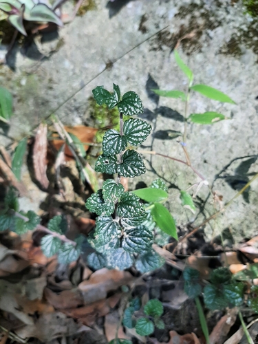 Scutellaria austrotaiwanensis, photograph 4