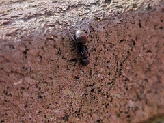 Camponotus novogranadensis