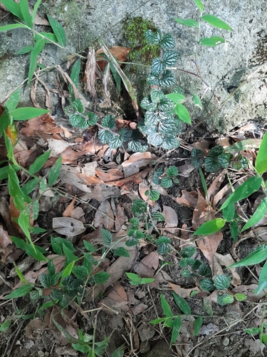 Scutellaria austrotaiwanensis, photograph 5