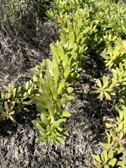Myoporum parvifolium
