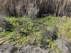 Myoporum parvifolium