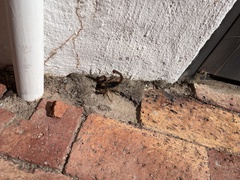 Opistophthalmus latro