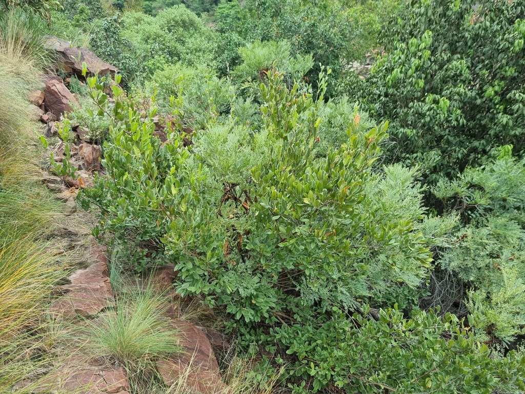 Rock Bushwillow