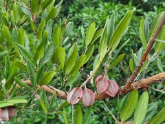 Combretum moggii