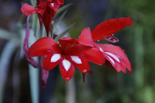 Image of Gladiolus cardinalis by (c) Tony Rebelo, some rights reserved (CC BY-SA)